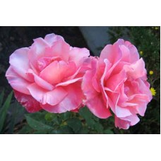 s08r-020 "Розы"