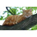 Схема вышивки s02ko-020 "Кот на дереве"